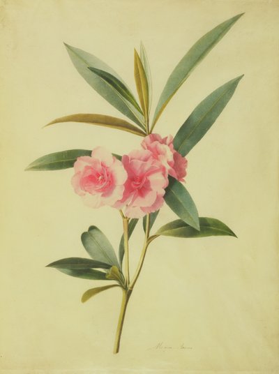 Nerium Oleander (Rose Bay) by Marie Anne